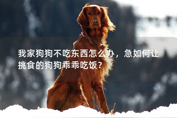我家狗狗不吃东西怎么办，急如何让挑食的狗狗乖乖吃饭？