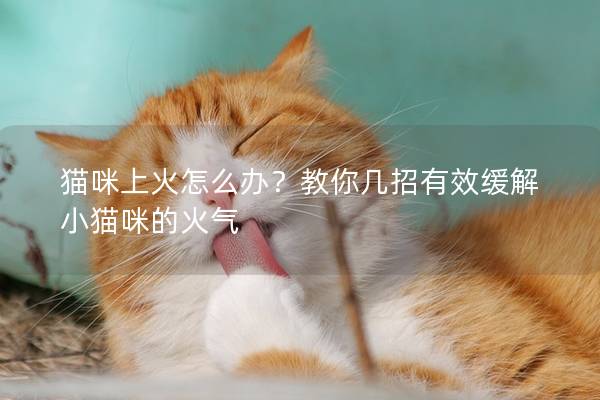 猫咪上火怎么办？教你几招有效缓解小猫咪的火气