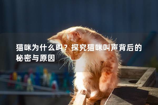 猫咪为什么叫？探究猫咪叫声背后的秘密与原因