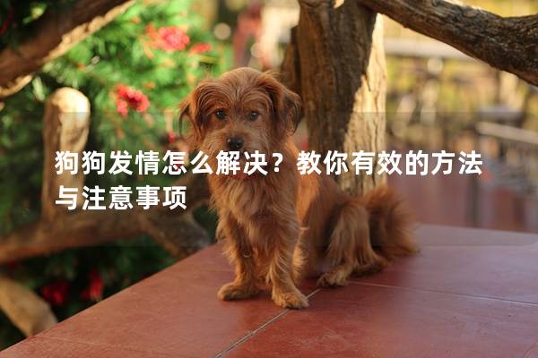 狗狗发情怎么解决？教你有效的方法与注意事项
