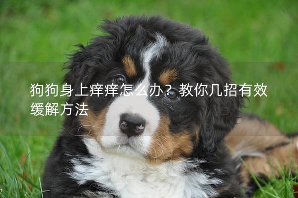 狗狗身上痒痒怎么办？教你几招有效缓解方法