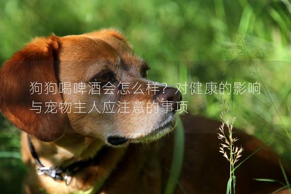 狗狗喝啤酒会怎么样？对健康的影响与宠物主人应注意的事项
