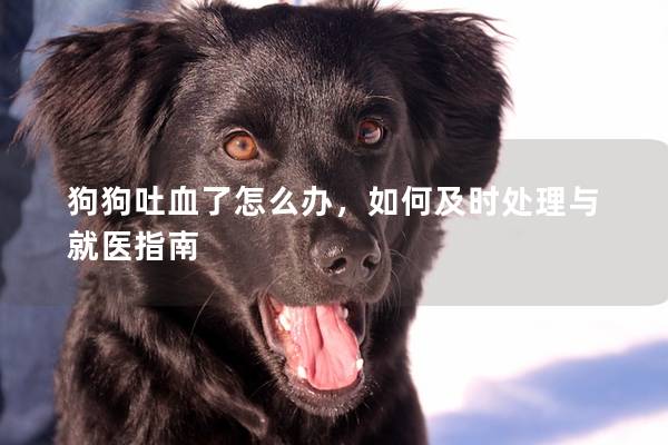 狗狗吐血了怎么办，如何及时处理与就医指南