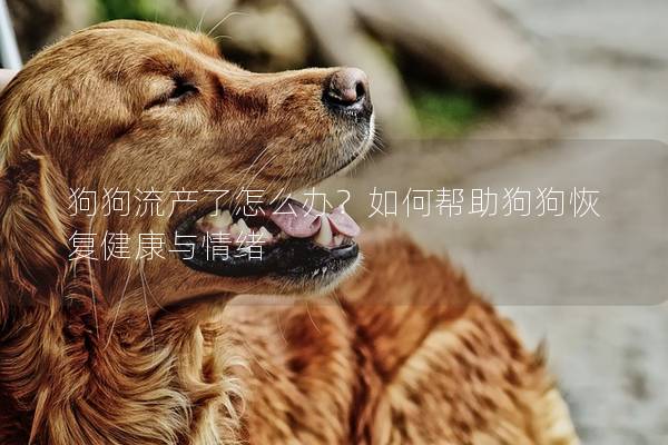 狗狗流产了怎么办？如何帮助狗狗恢复健康与情绪
