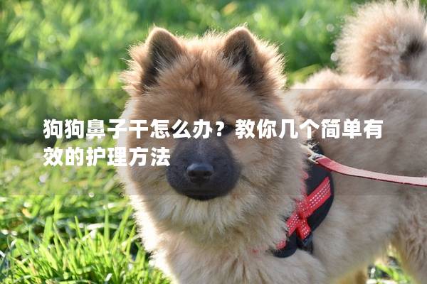 狗狗鼻子干怎么办？教你几个简单有效的护理方法