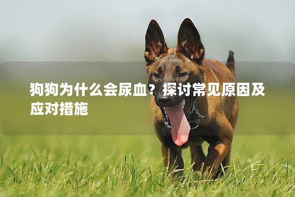 狗狗为什么会尿血？探讨常见原因及应对措施