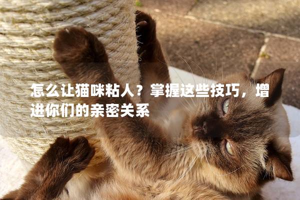 怎么让猫咪粘人？掌握这些技巧，增进你们的亲密关系