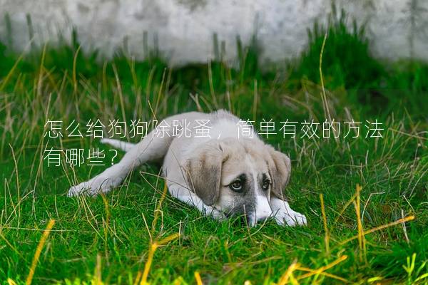 怎么给狗狗除跳蚤，简单有效的方法有哪些？