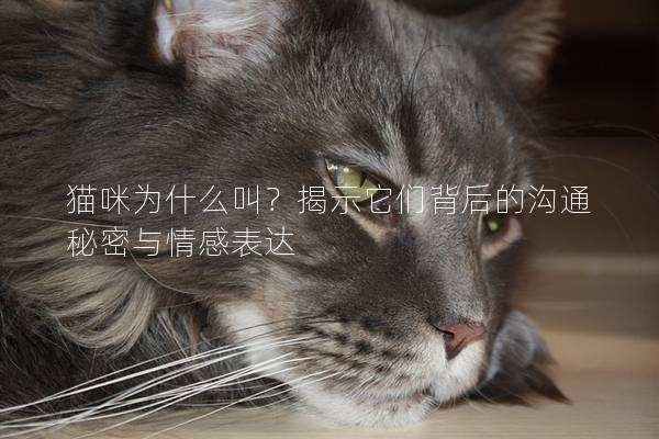 猫咪为什么叫？揭示它们背后的沟通秘密与情感表达