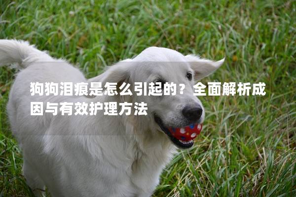 狗狗泪痕是怎么引起的？全面解析成因与有效护理方法