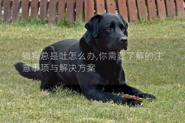 狗狗总是吐怎么办,你需要了解的注意事项与解决方案