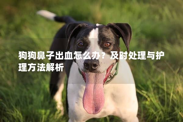 狗狗鼻子出血怎么办？及时处理与护理方法解析