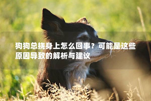 狗狗总挠身上怎么回事？可能是这些原因导致的解析与建议