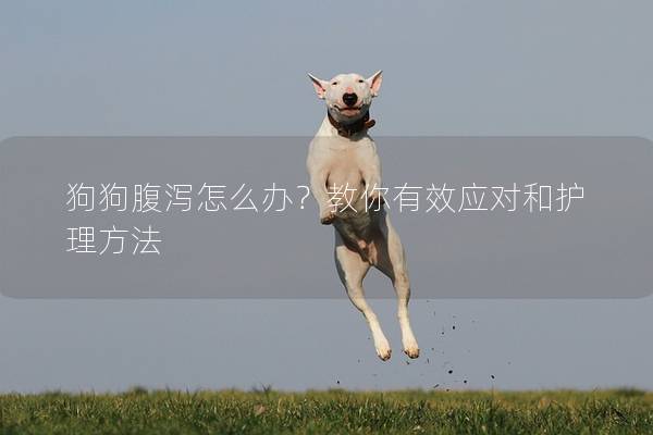 狗狗腹泻怎么办？教你有效应对和护理方法