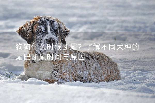 狗狗什么时候断尾？了解不同犬种的尾巴断尾时间与原因