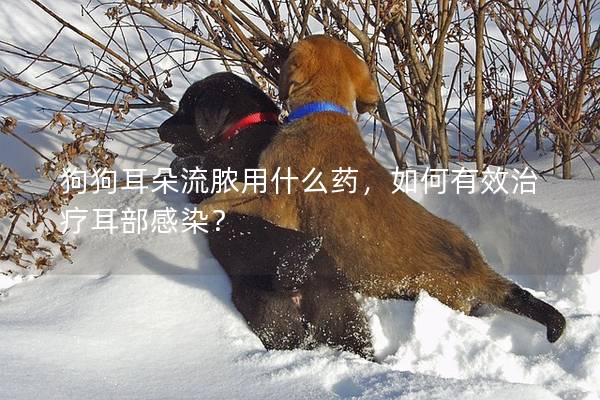 狗狗耳朵流脓用什么药，如何有效治疗耳部感染？