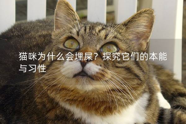 猫咪为什么会埋屎？探究它们的本能与习性