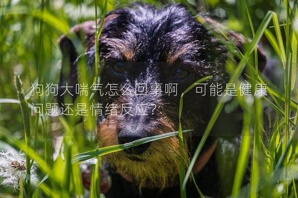 狗狗大喘气怎么回事啊，可能是健康问题还是情绪反应？