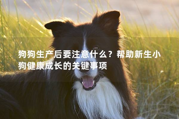 狗狗生产后要注意什么？帮助新生小狗健康成长的关键事项