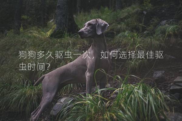 狗狗多久驱虫一次，如何选择最佳驱虫时间？