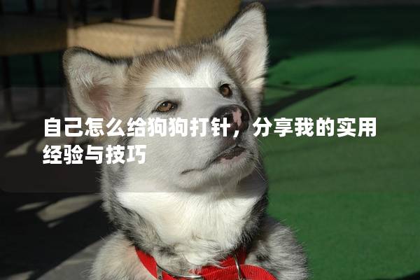 自己怎么给狗狗打针，分享我的实用经验与技巧