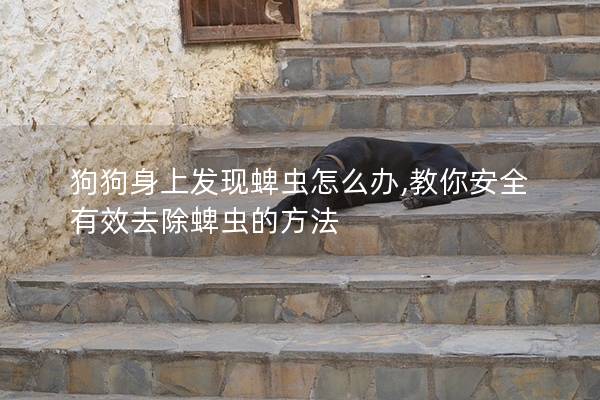 狗狗身上发现蜱虫怎么办,教你安全有效去除蜱虫的方法
