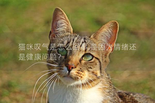猫咪叹气是怎么回事,是因为情绪还是健康问题？