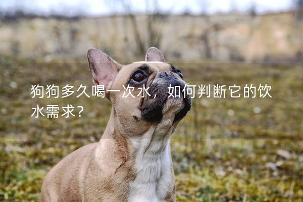 狗狗多久喝一次水，如何判断它的饮水需求？