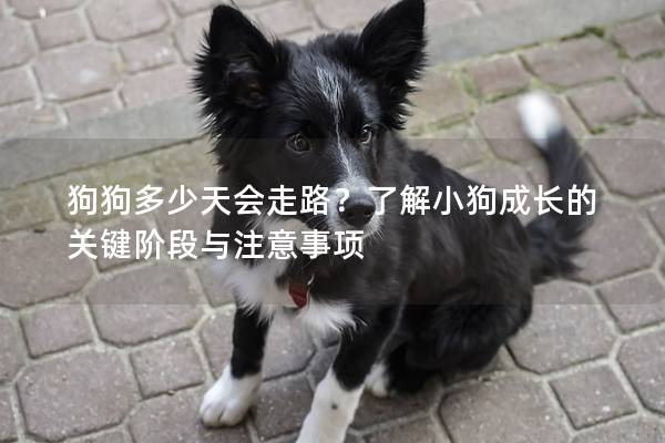 狗狗多少天会走路？了解小狗成长的关键阶段与注意事项