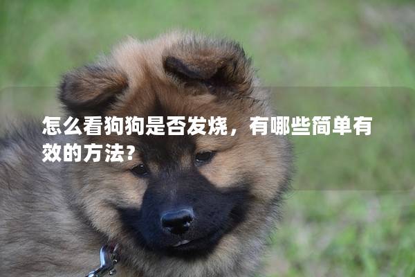 怎么看狗狗是否发烧，有哪些简单有效的方法？
