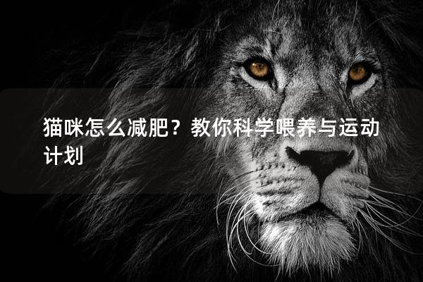 猫咪怎么减肥？教你科学喂养与运动计划