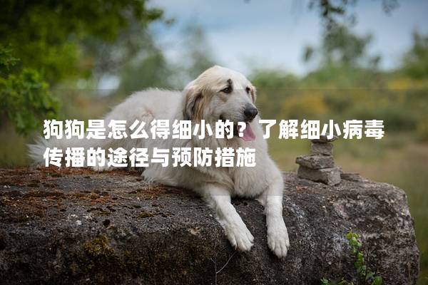 狗狗是怎么得细小的？了解细小病毒传播的途径与预防措施