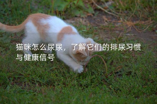 猫咪怎么尿尿，了解它们的排尿习惯与健康信号