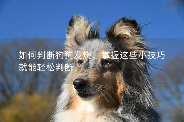 如何判断狗狗发烧，掌握这些小技巧就能轻松判断
