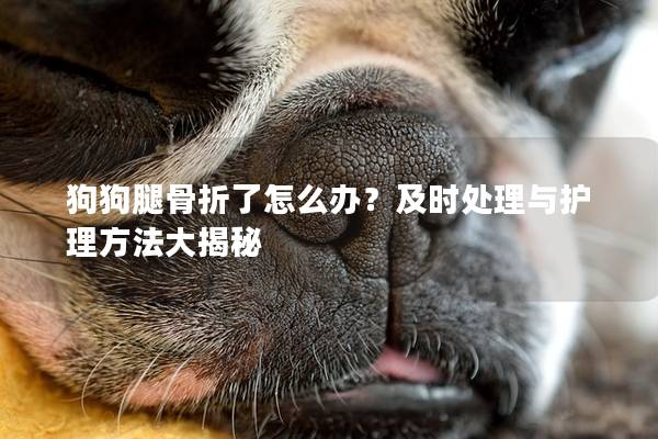 狗狗腿骨折了怎么办？及时处理与护理方法大揭秘