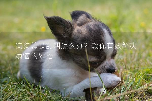 狗狗总是乱叫怎么办？教你有效解决烦恼的妙招