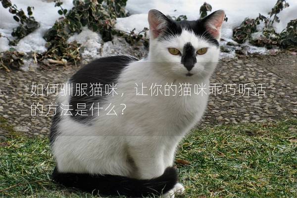 如何驯服猫咪，让你的猫咪乖巧听话的方法是什么？