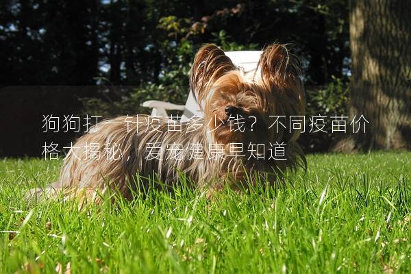 狗狗打一针疫苗多少钱？不同疫苗价格大揭秘，爱宠健康早知道