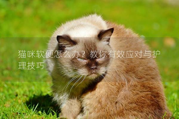 猫咪软便怎么办？教你有效应对与护理技巧