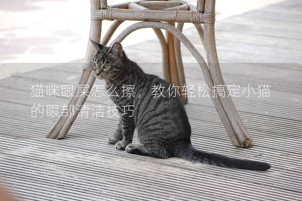 猫咪眼屎怎么擦，教你轻松搞定小猫的眼部清洁技巧