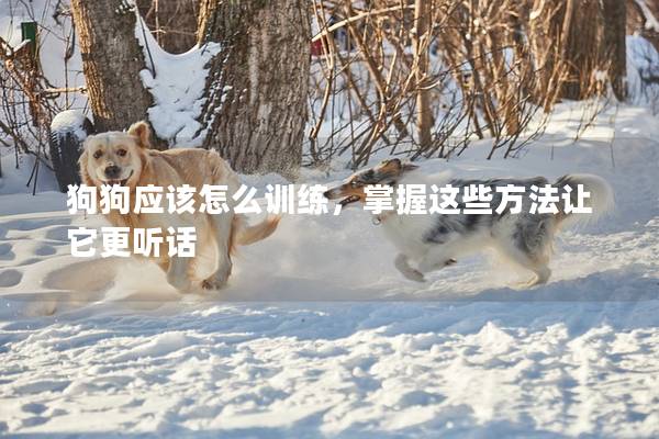狗狗应该怎么训练，掌握这些方法让它更听话