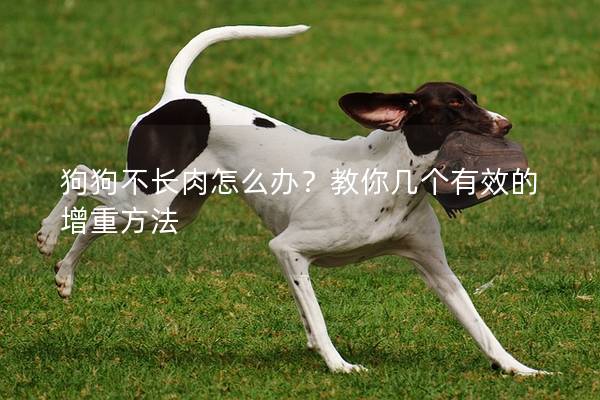 狗狗不长肉怎么办？教你几个有效的增重方法