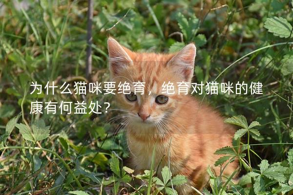 为什么猫咪要绝育，绝育对猫咪的健康有何益处？