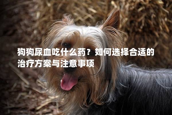狗狗尿血吃什么药？如何选择合适的治疗方案与注意事项