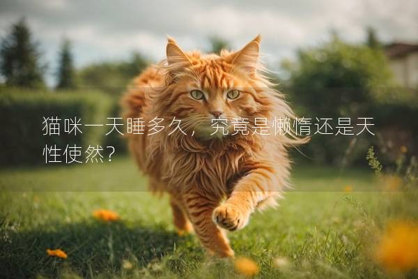 猫咪一天睡多久，究竟是懒惰还是天性使然？