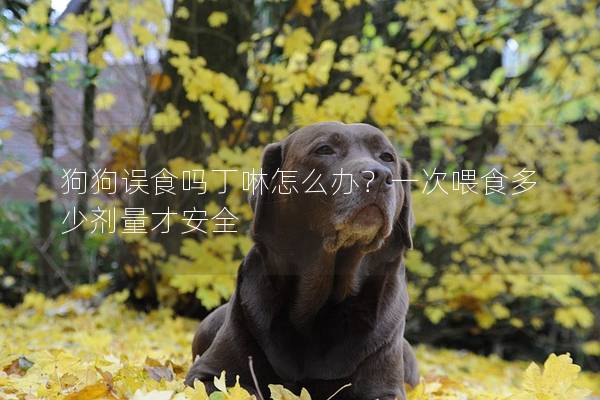 狗狗误食吗丁啉怎么办？一次喂食多少剂量才安全