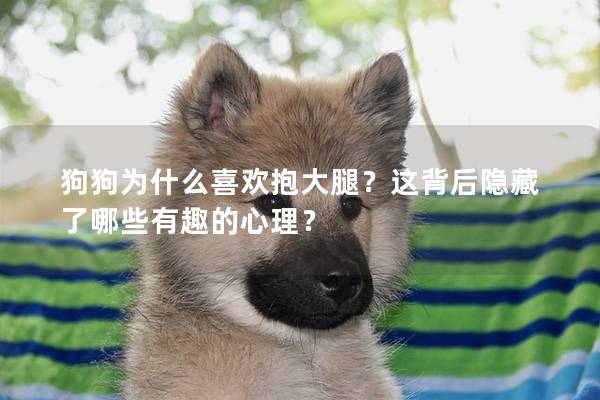 狗狗为什么喜欢抱大腿？这背后隐藏了哪些有趣的心理？