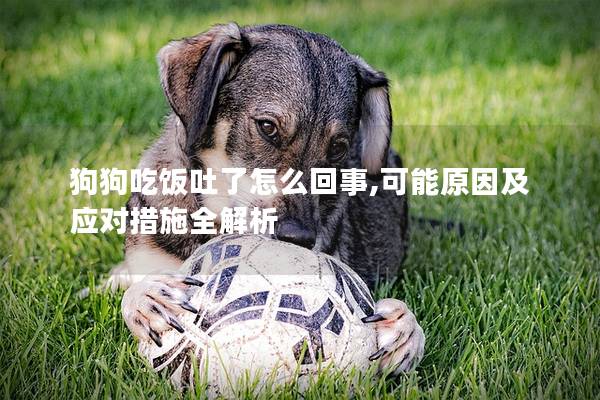 狗狗吃饭吐了怎么回事,可能原因及应对措施全解析