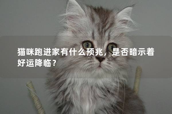 猫咪跑进家有什么预兆，是否暗示着好运降临？