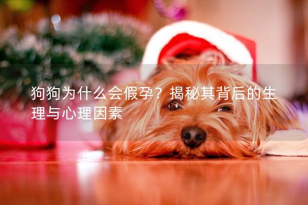 狗狗为什么会假孕？揭秘其背后的生理与心理因素